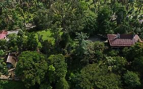 Green Forest Tangkahan